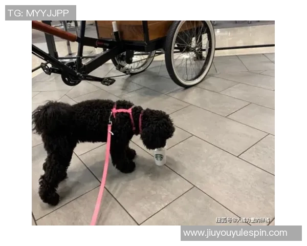 重金悬赏一万美元寻找拉姆塞走失爱犬希望尽快寻回爱宠